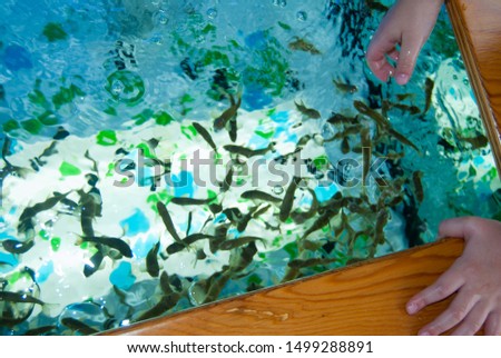 many small fish for pedicure and pilling under water in an aquarium