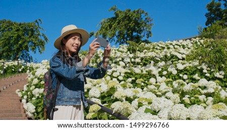 Woman take photo on cellphone in Hydrangea flower garden