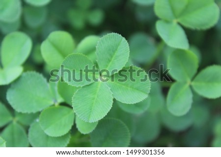 four leaf clover in a park Royalty-Free Stock Photo #1499301356