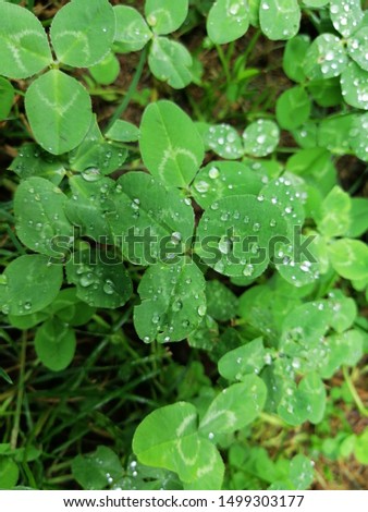 Clover and raindrops, close up, blurred, green, close up