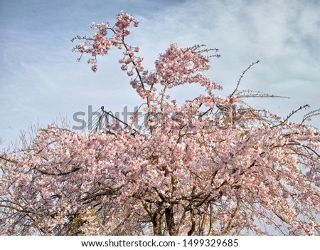 Sakura tree on blue sky