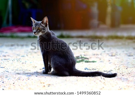 Elegant sitting on the ground cat keep watching things outside with the golden light come from top