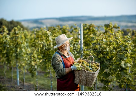 Senior well-dressed winemaker walking with basket full of freshly picked up wine grapes, harvesting on the vineyard during a sunny evening Royalty-Free Stock Photo #1499382518