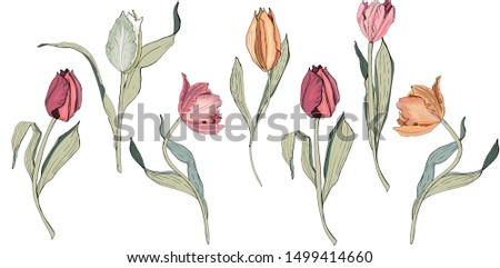 Set floral summer elements from tulips. For romantic, spring and easter designs. For the design of announcements, cards, posters, advertising, cosmetics, clothing,.