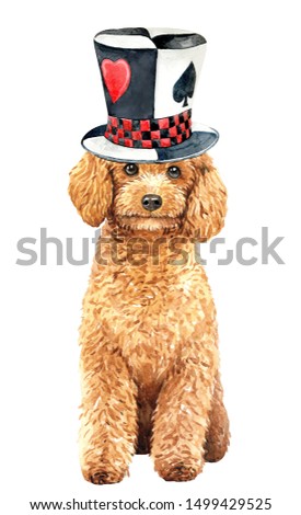 Poodle toy of a dog. Watercolor hand drawn illustration. Watercolor poodle with magic top hat layer path, clipping path isolated on white background.