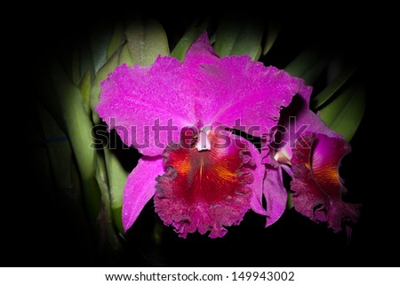 Close up of cattaliya orchid 