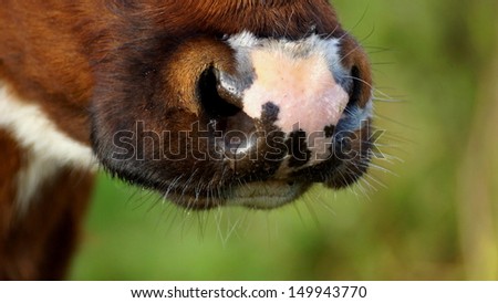 closeup of a beautiful wet snout of a brown cow in the morning
