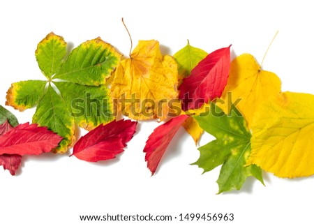 Creative flat out of colorful Autumn leaves isolated on white Background. Autumn minimalism concept. Top view flat lay with yellow, red and green leaf.