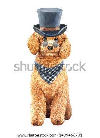 Poodle toy of a dog. Watercolor hand drawn illustration. Watercolor painted poodle with Hat Sunglasses and Scarf layer path, clipping path isolated on white background.