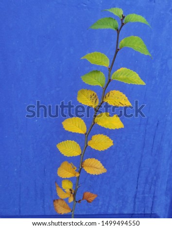 Colorful leaves on a purple background. The evolution of autumn colors in one branch. happy concept. 