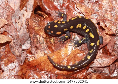 Looking down at the beautiful pattern on the back of an adult Spotted Salamander (Ambystoma maculatum). These salamanders are common in eastern North America.  