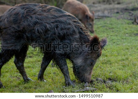 Family Group of Wart Hogs Grazing Eating Grass Food Together
