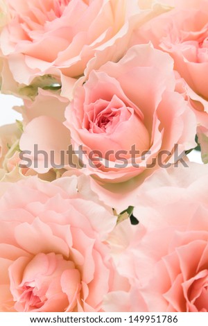 Background of pink roses 