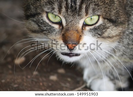 Green eyed domestic cat outdoors close up.  Macro shot. 