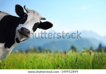 Funny cow on a green meadow looking to a camera with Alps on the background Royalty-Free Stock Photo #149952899