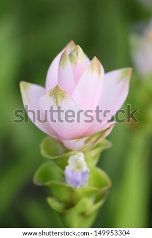 The close up of Siam tulip flower or Curcuma alismatifolia