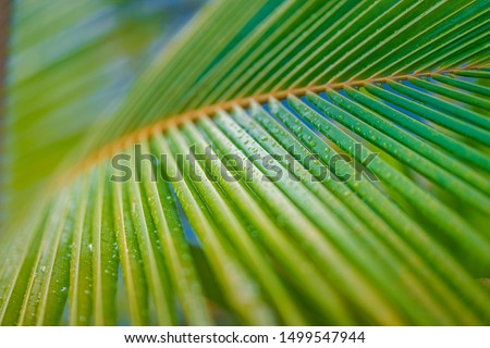 Beautiful palm leaf with water droplet and shallow dof as blurred artistic background. Tropical landscape of palm leaves. Exotic minimal nature background, peaceful nature