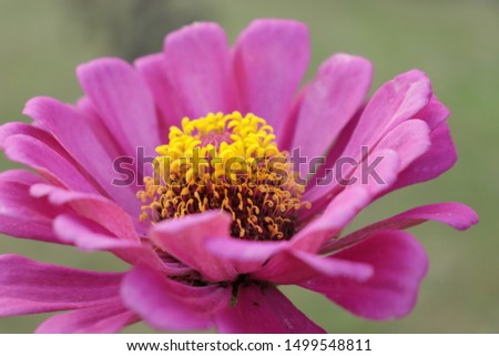Closeup of beautiful pink zinnia flowers or zinnia elegans bloom in garden soft focus