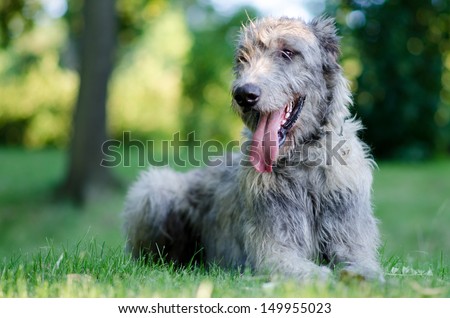 irish wolfhound Royalty-Free Stock Photo #149955023