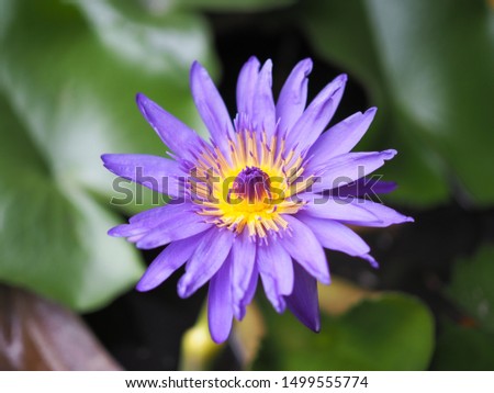 Lotus flower in full bloom