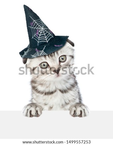 Kitten with hat for halloween above empty white banner. isolated on white background