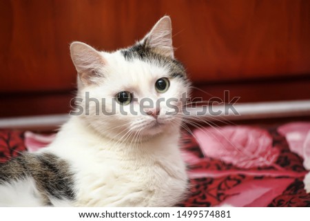 portrait of a cute white cat with black spots