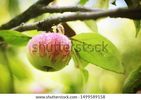 fresh ripe apples on tree close up photo with rain drops on green garden background