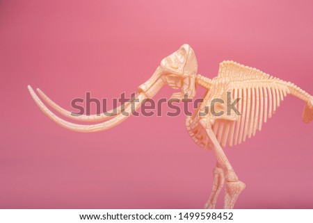 closeup of half mammoth skeleton with long fangs on pink background