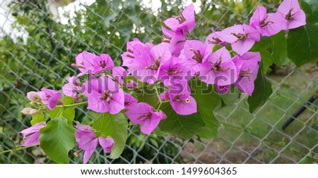 Purple bougainvillea flowers against wire fence