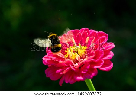 Macro of the Caucasian gray-black striped bumblebee Bombus serrisquama with yellow belly collecting nectar on the yellow stamens of the pink flower Zinnia