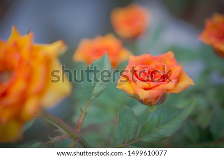 Yellow red rose green leaf  Blurred background 