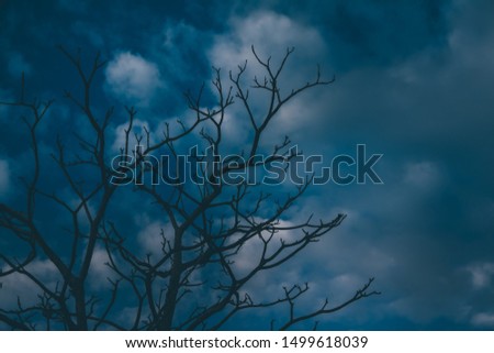 Silhouette of a dried tree,branches without leaves.In the midst of dark skies and dense clouds.It's a picture that feels lonely and horror.Image perfect to be used as a wallpaper on Halloween.