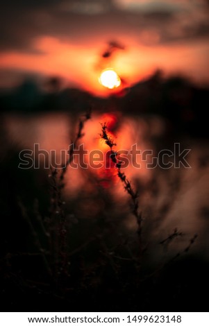 Colorful golden sunset over nature scene with vibrant,warm and rich tones. Silhouette of thistles in the golden evening sunset.