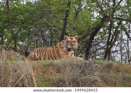 Tiger relaxing and panting sighted while a safari at Panna Tiger Reserve Royalty-Free Stock Photo #1499628455