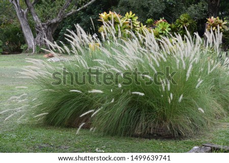 Pennisetum setaceum The fountain grass looks like a sprouting tree like the shape of the fountain. Combined with soft, fluffy white flowers Breaking into a beautiful bush With many white flowers Royalty-Free Stock Photo #1499639741