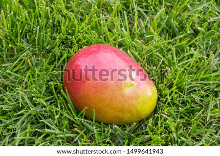 The close-up photo of a mellow  yellow and red mango fruit on the green grass. Vegetarian and healthy food. Nutrition and diet background.