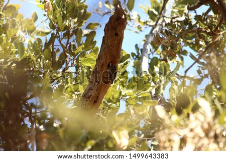 A cardinal woodpecker and its tree - un pic cardinal dans son arbre