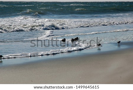Shorebirds and beach birds on the Atlantic coast.