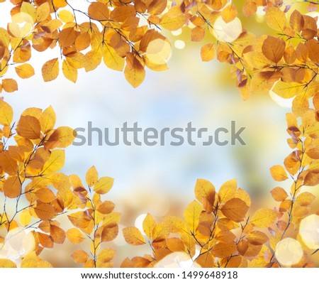 yellow leaves акфьу on autumn garden, идгу bokeh background with sun beams and lights