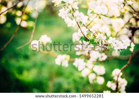 white flowers of apple tree with blurry background