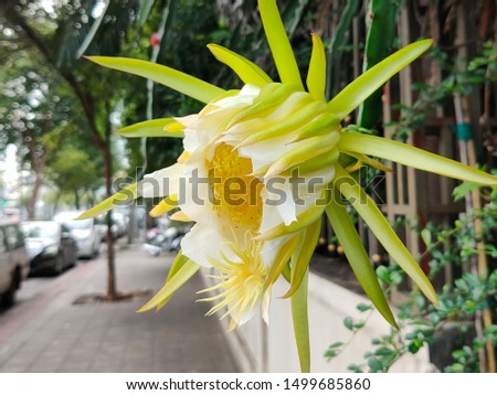 Dragon fruit’s flower is an exotic flower of the tropical fruit in Asia.