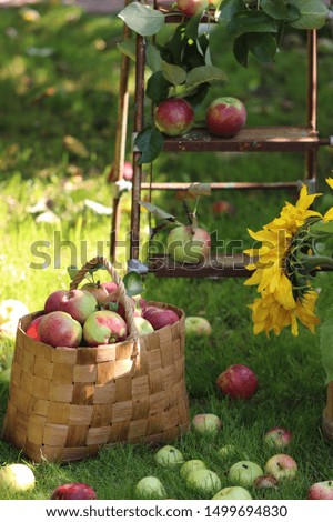 Sunflowers in old authentic wooden basket, apples in wicker basket on grass, rusty ladder, scene in garden, natural light and shadows, vertical photo, vintage style
