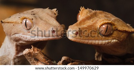Crested Gecko on a branch (Rhacodactylus ciliatus)