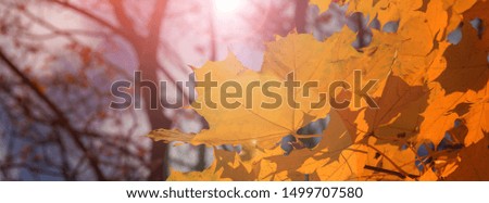 Red maple leaves against the blue sky. Autumn background. Autumn landscape banner.