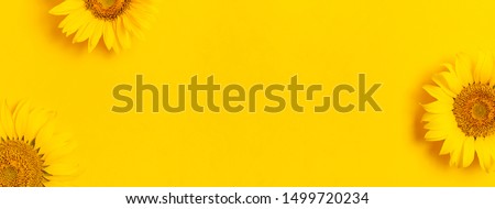 Beautiful fresh sunflowers on bright yellow background. Flat lay, top view, copy space. Autumn or summer Concept, harvest time, agriculture. Sunflower natural background. Flower card. Long format
