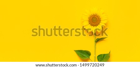 Beautiful fresh sunflower with leaves on stalk on bright yellow background. Flat lay top view copy space. Autumn or summer concept, harvest time, agriculture. Sunflower natural background. Long format