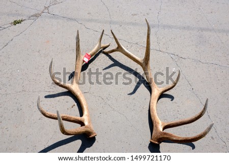 antlers of twelve point buck on display for sale