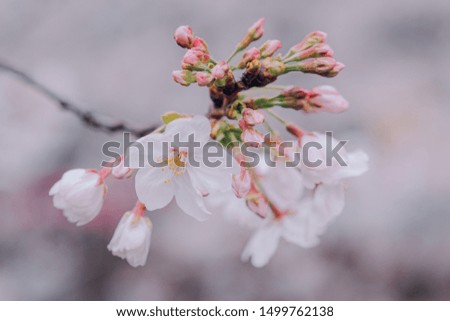 Close up photo of cherry blossom