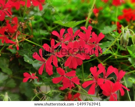 Floral background with small flowers of geranium pink and red. Close-up photo
