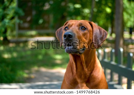 Big red brown dog portrait Green grass background Rhodesian Ridgeback Close up                  